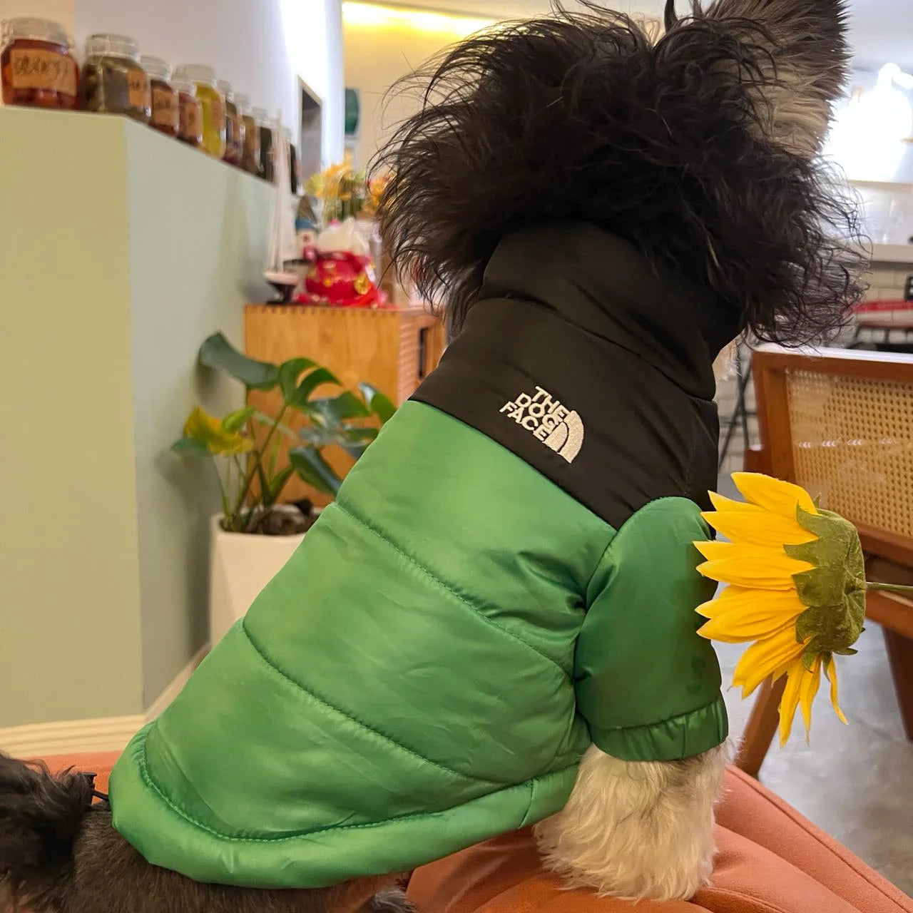 The Dog Face Winter Down Jacket For French Bulldog Puppies